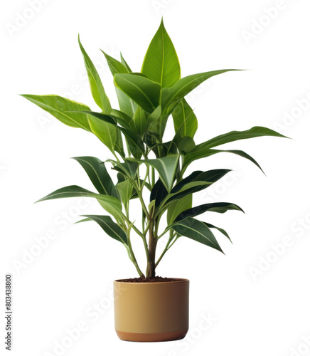 PNG  Plant leaf houseplant freshness.