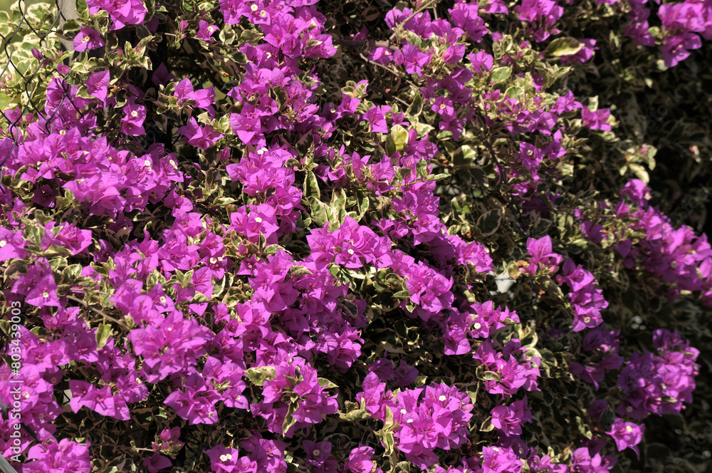Spring Flower - Primavera is a versatile plant, used as a hedge to cover walls, garages and also in arbors. It can reach up to 5 meters but has also become miniature, making it possible to create it i