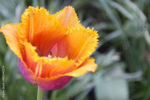 flower orange tulip in the gardenred tulip flower close up photo