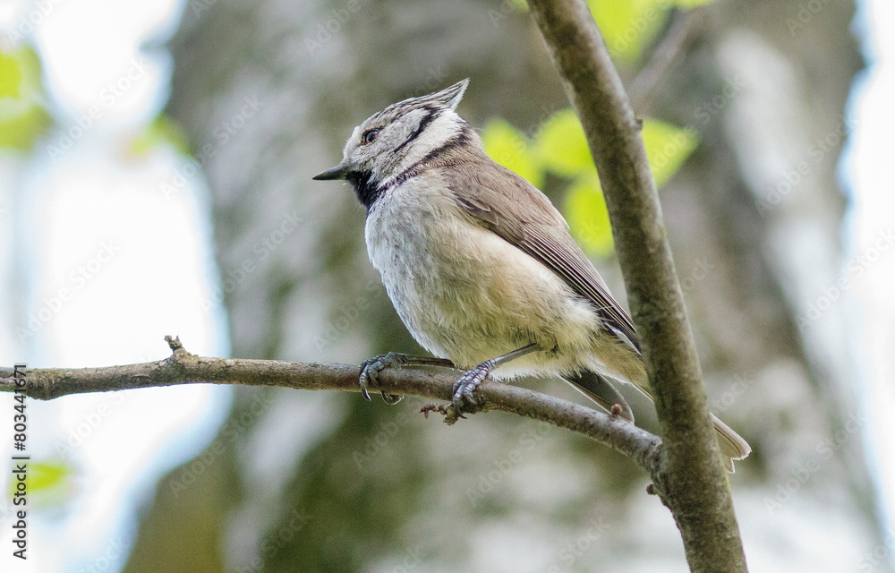 Fototapeta premium spotted woodpecker on tree