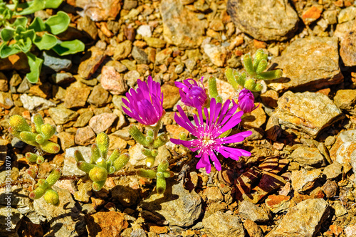 Spreading succulent  Drosanthermum tuberculiferum with small purple flowers with leaves with water cells in spring in the Little Karoo near Oudtshoorn, Western Cape South Africa