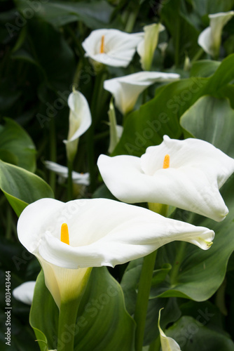 Beautiful view of the white calla flower. Close-up. Location vertical.
