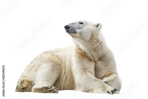 Polar Bear Isolated on Transparent Background