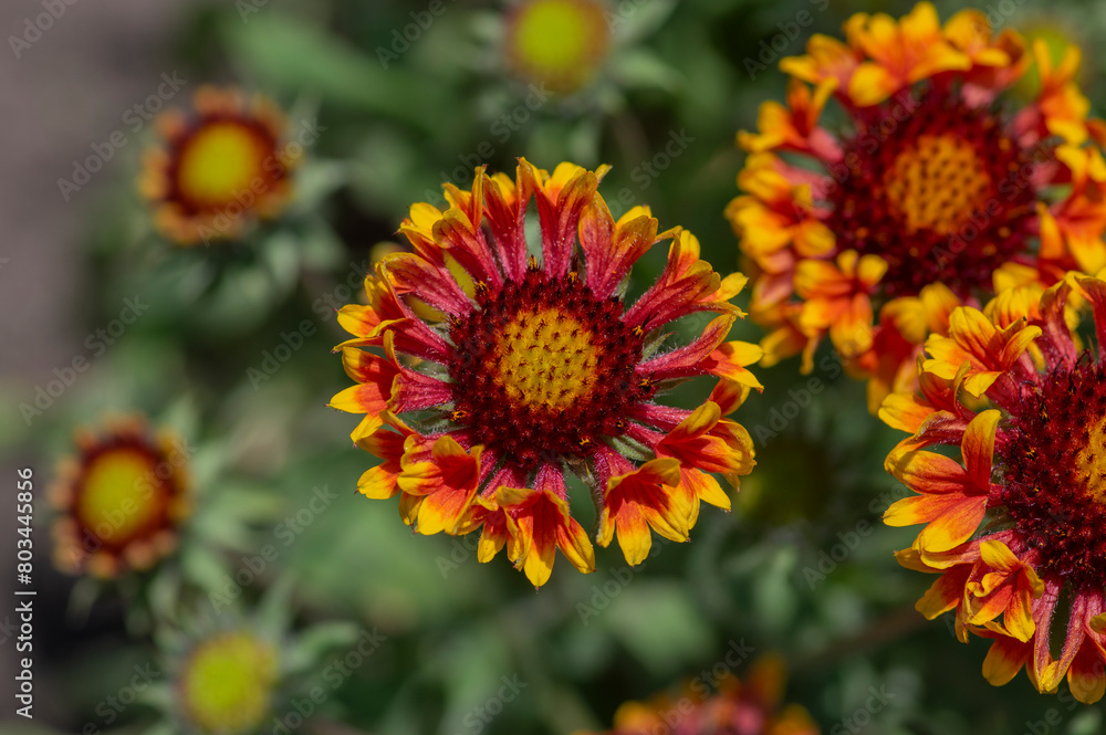 Gaillardia aristata red yellow flower in bloom, common blanketflower flowering plant, group of petal flowers Gaillardia aristata red yellow flower in bloom, common blanketflower flowering plant, group of petal flowers