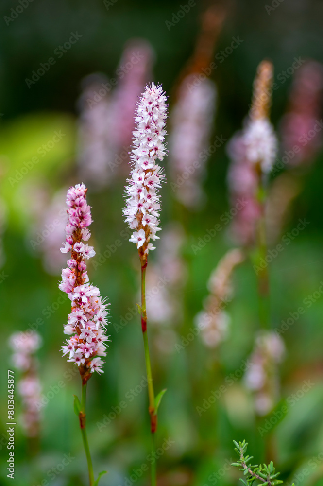 Bistorta affinis fleece flower in bloom, beautiful white purple knotweed Himalayan Persicaria bistort flowering plant in garden Bistorta affinis fleece flower in bloom, beautiful white purple knotweed Himalayan Persicaria bistort flowering plant in garden