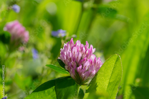 Trifolium pratense bright color red clover wild flowering plant  purple pink meadow flowers in bloom