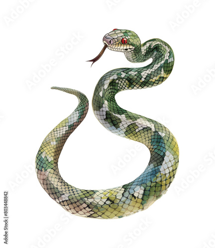 snake watercolor digital painting good quality