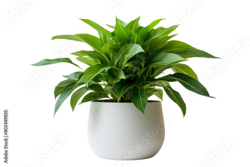 A potted plant with green leaves sits in a white ceramic pot, white background, transparent background