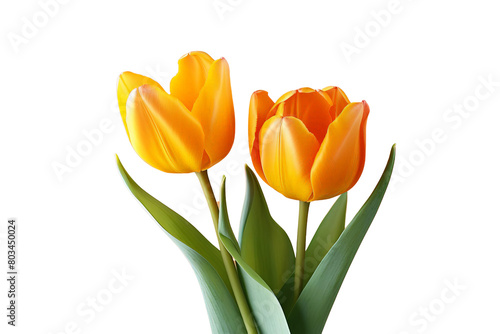 Two yellow tulips are in a vase  white background  transparent background