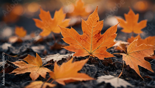 Scattered orange maple leaves resting on the earth, their brilliance softened by a dreamy, bokeh backdrop.