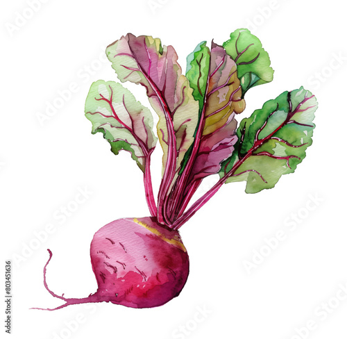 beet root watercolor digital painting good quality