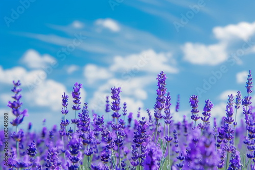 A vibrant field of purple lavender in full bloom, with the bright blue sky serving as a striking backdrop, creating a feast for the eyes. © Faisu