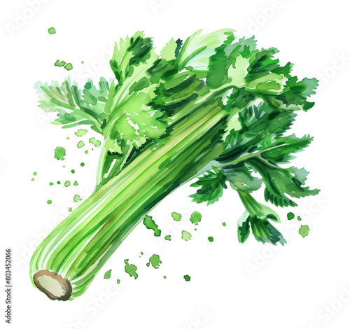 celery watercolor digital painting good quality