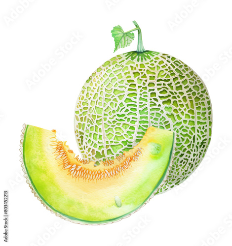 cantaloupe melon watercolor digital painting good quality