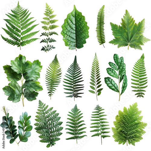 A collection of green leaves, including ferns, are displayed in a row
