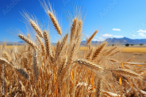 Farmland. Golden wheat field under blue sky