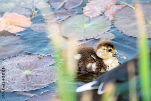 Beautiful baby duck floats on a pond surrounded by aquatic plants.