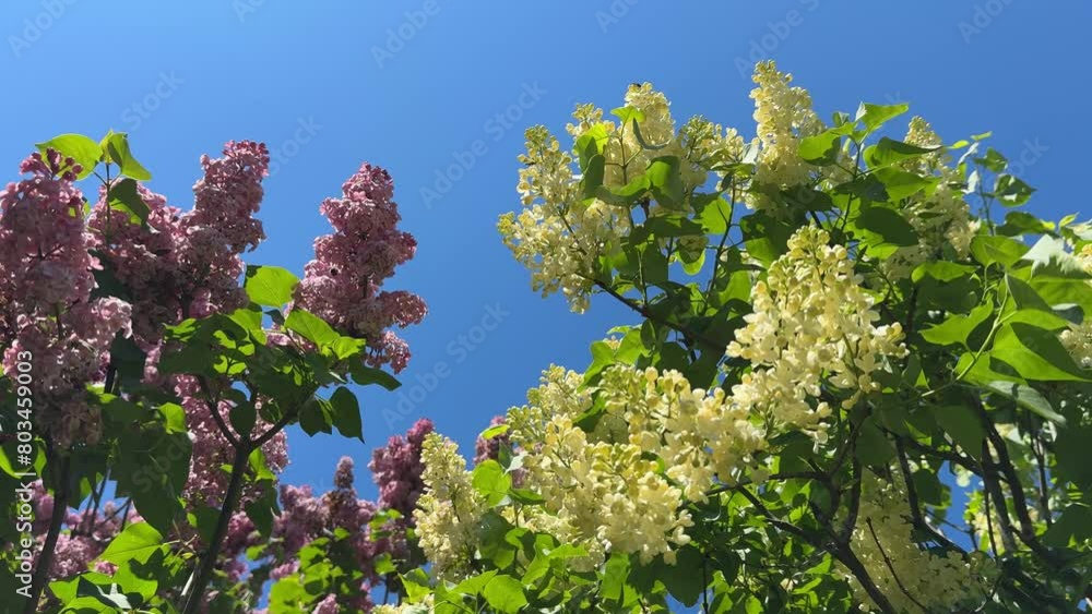 Lilac blossoming shrubs yellow and pink flowers against blue sky.