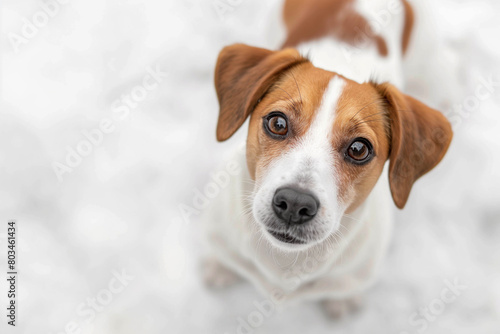 Cute Jack Russell Terrier on a light background looks curiously at the camera, photo taken from above. Close-up portrait of a dog.