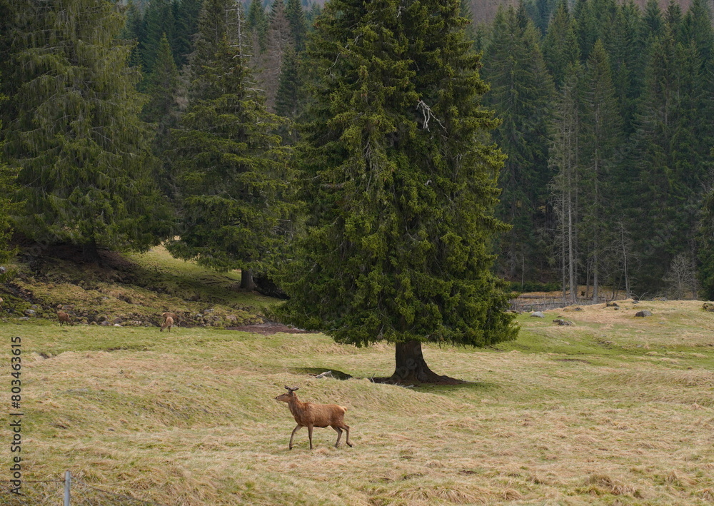 The deer at the Paneveggio park. The deer nature reserve in Paneveggio. Predazzo, Val di Fiemme, South Tyrol, Trentino Alto Adige, Italy. The deer at the Paneveggio park. The deer nature reserve in Paneveggio. Predazzo, Val di Fiemme, South Tyrol, Trentino Alto Adige, Italy.