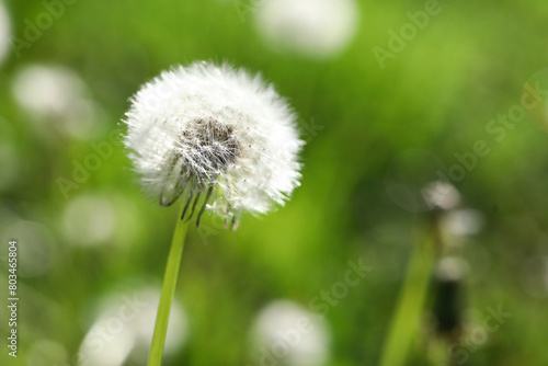 Blooming white dandelion flower in green grass outdoors  closeup