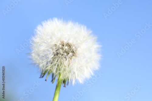 Dandelion flower against blurred blue sky background  closeup