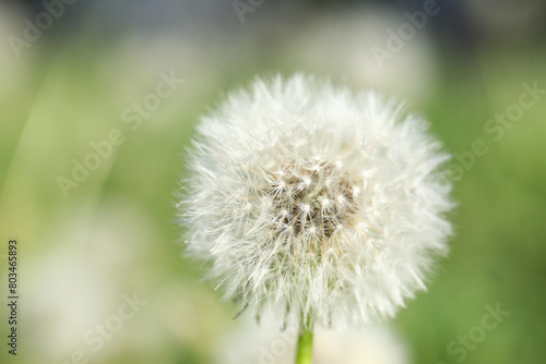 Blooming white dandelion flower in green grass outdoors  closeup