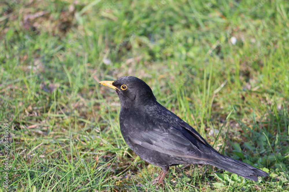 Sweden. The common blackbird is a species of true thrush. It is also called the Eurasian blackbird or simply the blackbird where this does not lead to confusion with a similar-looking local species. Sweden. The common blackbird is a species of true thrush. It is also called the Eurasian blackbird or simply the blackbird where this does not lead to confusion with a similar-looking local species.