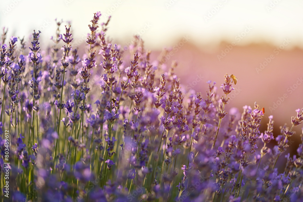 Obraz premium Blossoming lavender field. Purple lavender flowers with selective focus. Aromatherapy. Concept of natural cosmetics and medicine. Sun glare and foreground blur