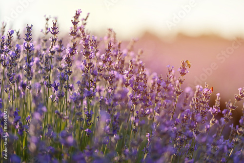 Blossoming lavender field. Purple lavender flowers with selective focus. Aromatherapy. Concept of natural cosmetics and medicine. Sun glare and foreground blur