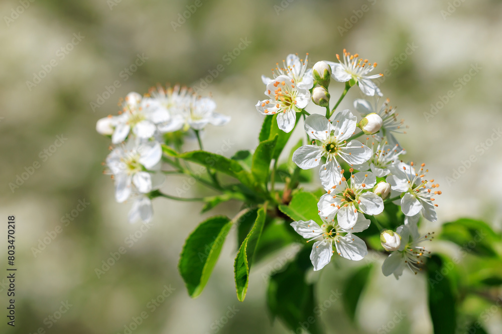 A cluster of white flowers with green leaves A cluster of white flowers with green leaves