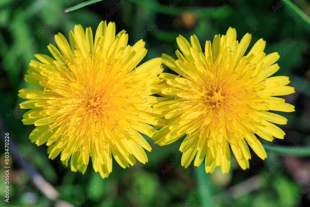 Two yellow flowers are in a field of green grass Two yellow flowers are in a field of green grass
