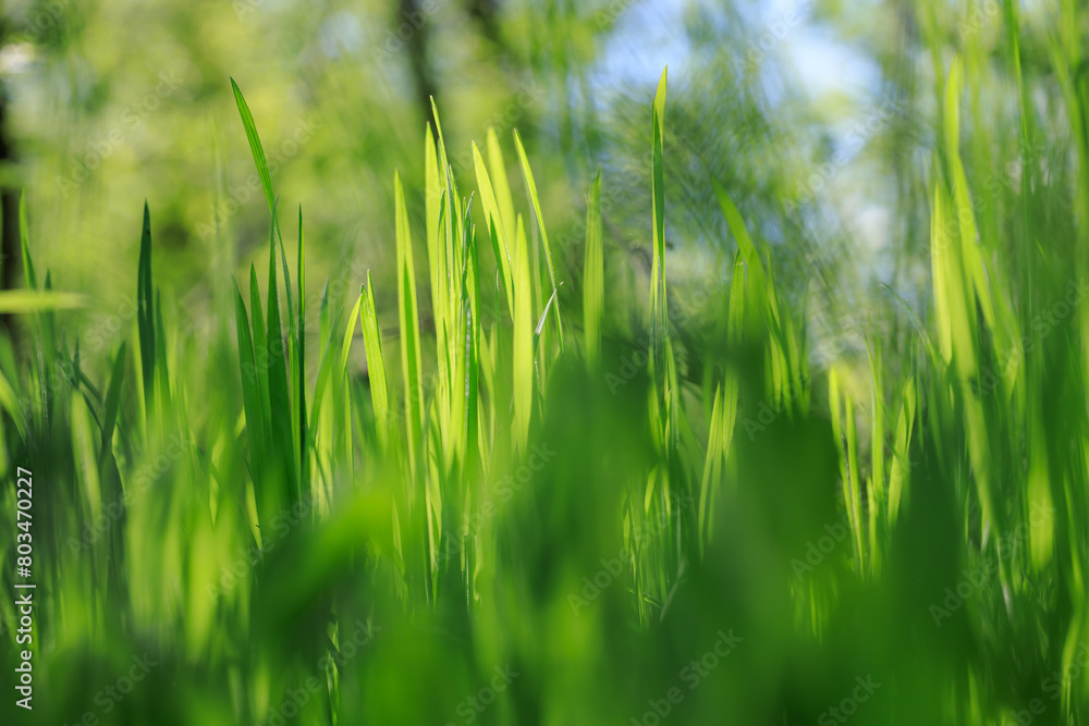 Obraz premium A field of green grass with a bright sun shining on it