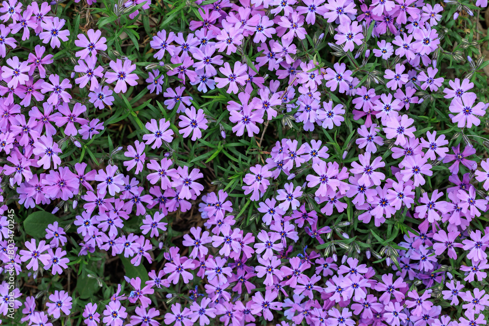 Field of purple flowers with a green background