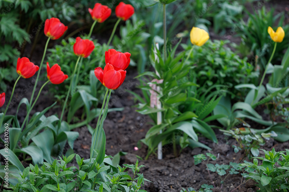 Bunch of red tulips are in a garden with some yellow flowers Bunch of red tulips are in a garden with some yellow flowers