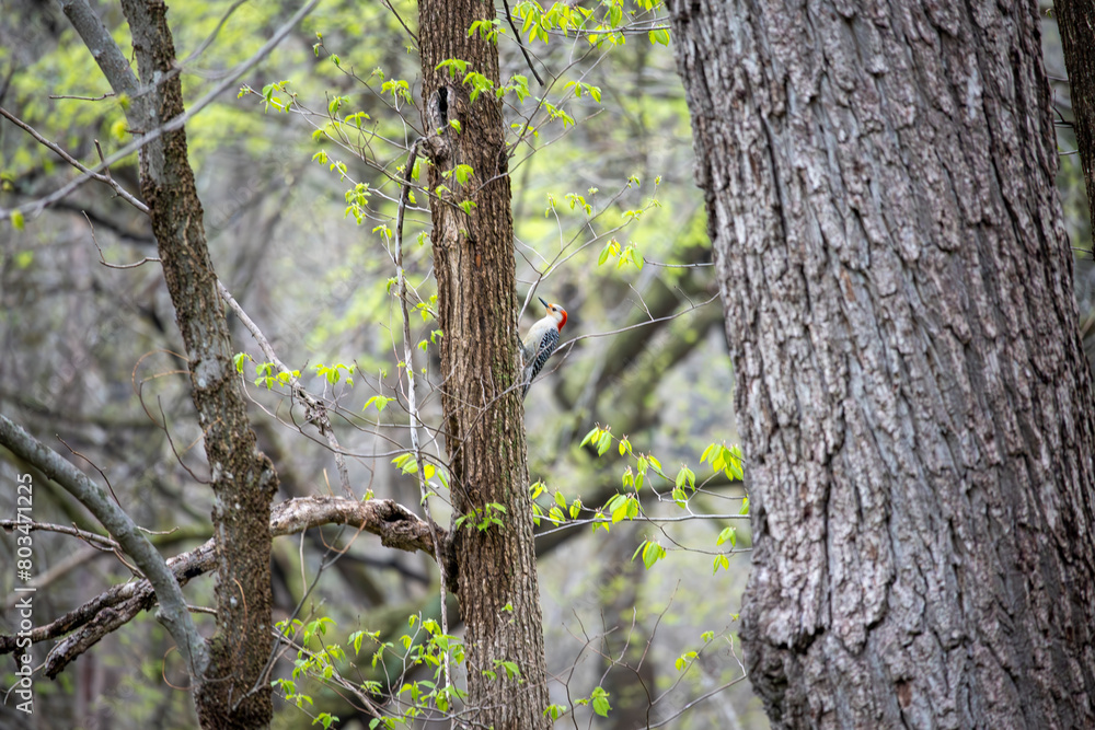 Red Bellied Woodpecker on the side of a tree Red Bellied Woodpecker on the side of a tree