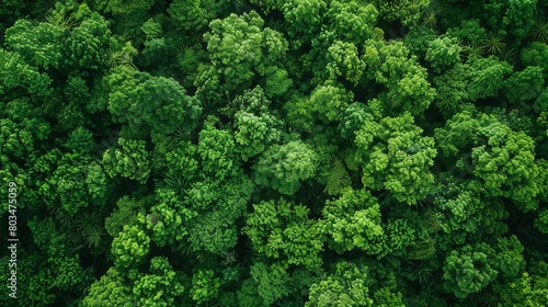 Top view of a dense and vibrant green forest canopy rich in detail.