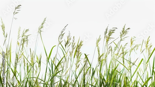 Lush green grass silhouettes isolated against a stark white background.