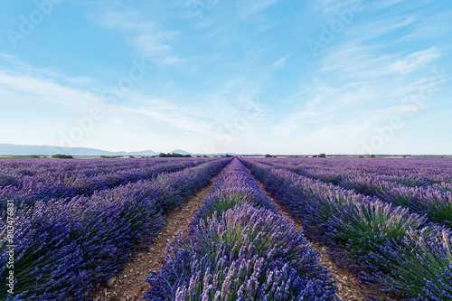 Lavender field Summer sunset landscape