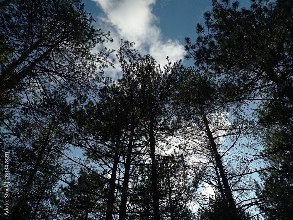 forest and sky