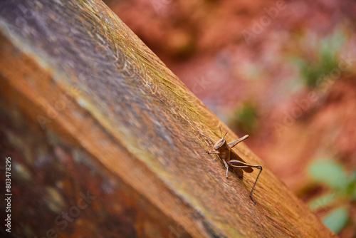 Cricket on piece of wood
