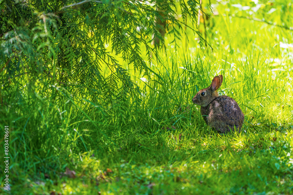 Fototapeta premium A rabbit in the meadow.