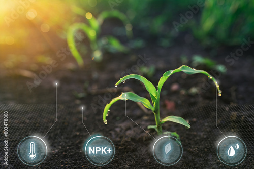 Maize sprout with cyber sensors for smart monitoring plant with AI technology. Smart Farming and Agriculture Innovation