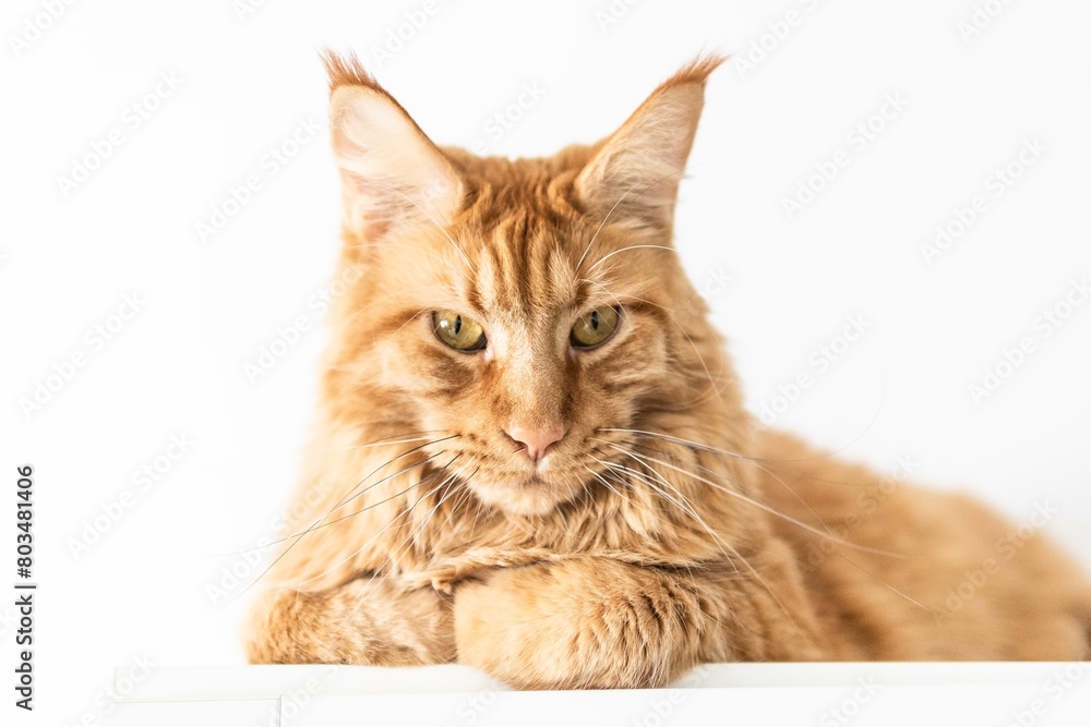 Beautiful red big cat Maine Coon at home. Beautiful red big cat Maine Coon at home.