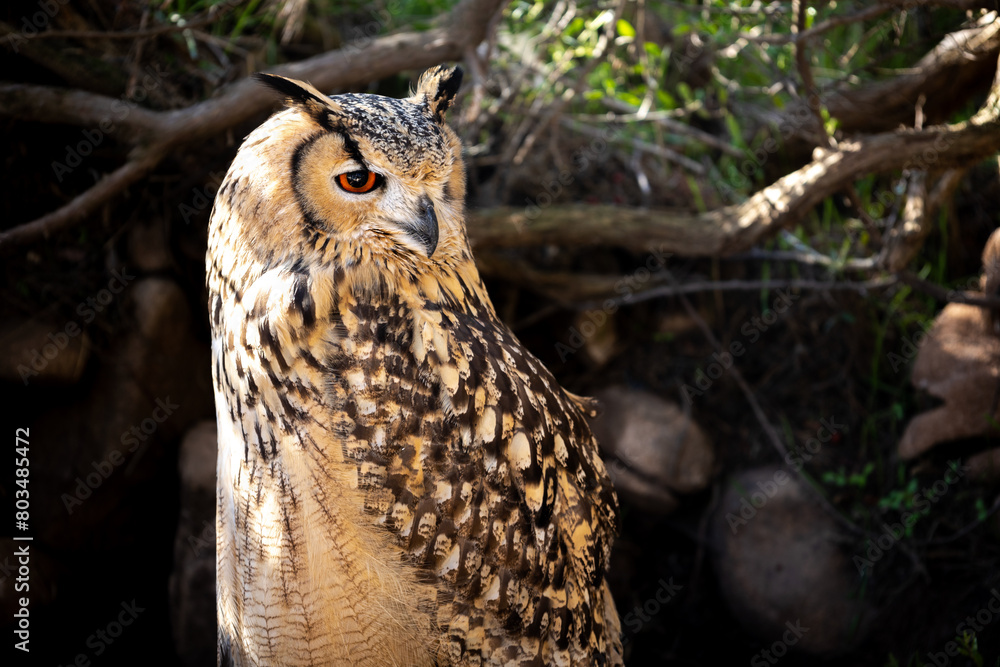 Obraz premium Portrait of Eurasian Eagle-Owl, Bubo bubo, a species of eagle owl.