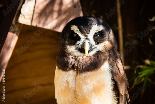 The spectacled owl (Pulsatrix perspicillata). Bird of Prey. photo