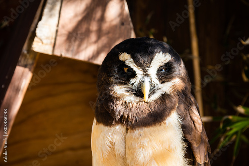 The spectacled owl (Pulsatrix perspicillata). Bird of Prey. photo