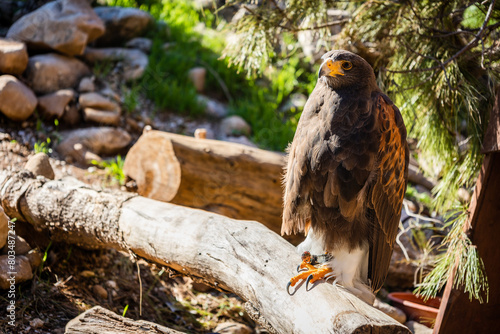 Falconry. Harris hawk (Parabuteo unicinctus) bird of prey. photo