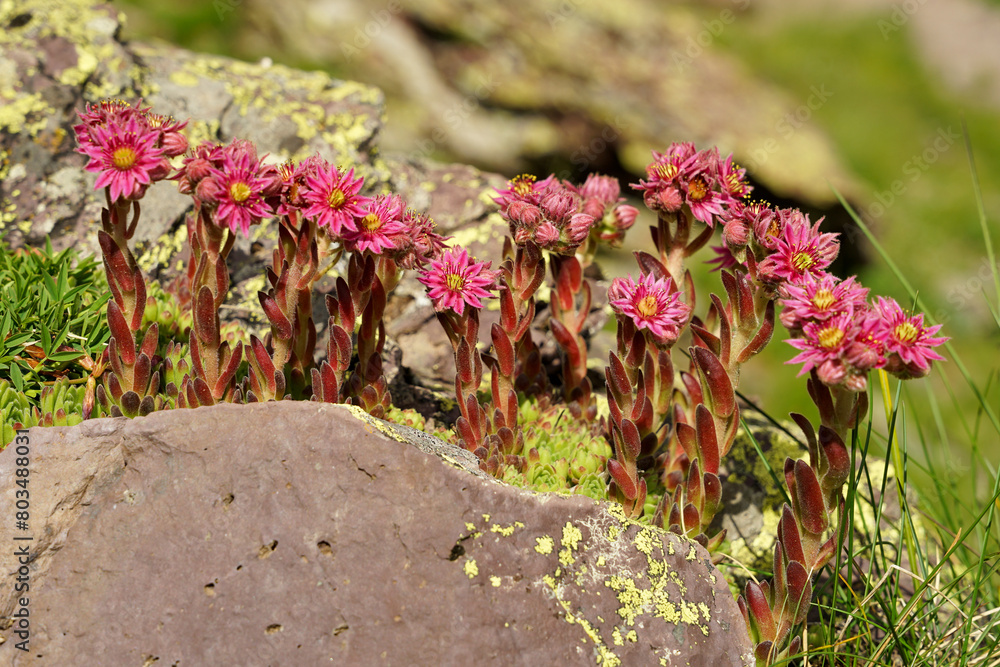 Pink mountain houseleek flower close-up view in Pyrenees, (Sempervivum montanum)