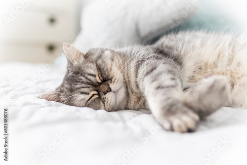 Scottish fold tabby cat lying on the couch at home.